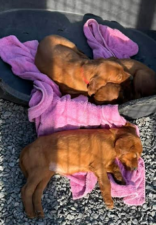 Chiot N°7 - Setter irlandais rouge