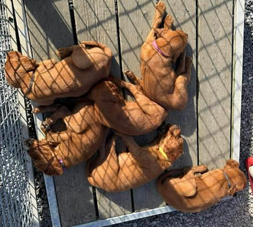 Chiot N°8 - Setter irlandais rouge