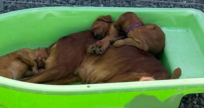 Chiot N°9 - Setter irlandais rouge