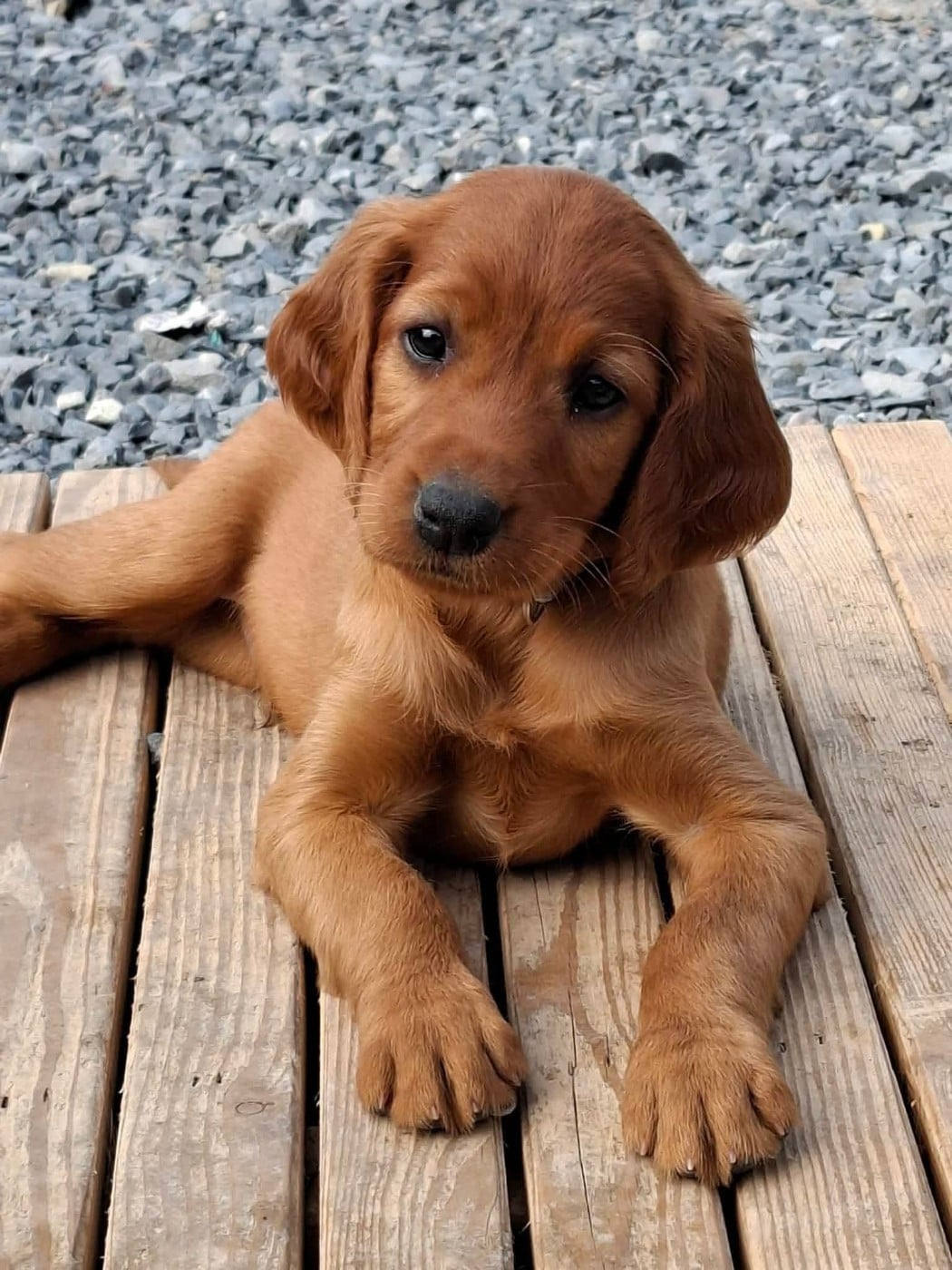 Bentley
