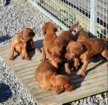 Setter irlandais rouge