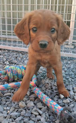 Chiot N°3 - Setter irlandais rouge
