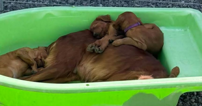 Chiot N°9 - Setter irlandais rouge