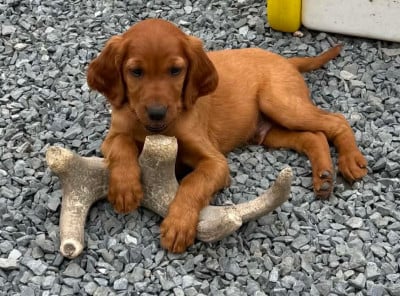 Les chiots de Setter irlandais rouge