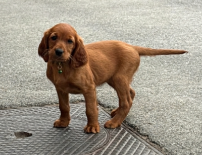 Les chiots de Setter irlandais rouge