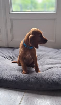 Les chiots de Setter irlandais rouge
