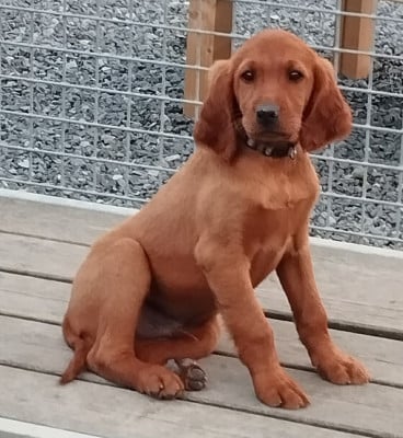 Les chiots de Setter irlandais rouge