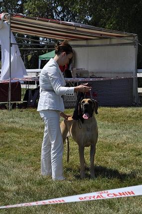 CH. Ecstasy of gold Des Terres De La Rairie - 2eme Excellent - RCACS