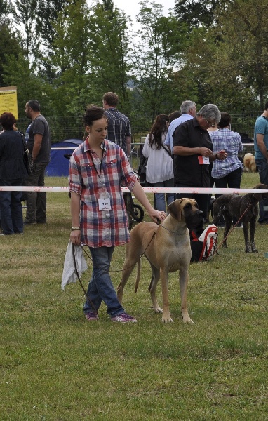 CH. Ecstasy of gold Des Terres De La Rairie - 1er Très Bon