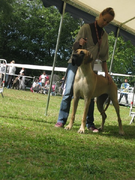 CH. Ecstasy of gold Des Terres De La Rairie - Prometteur