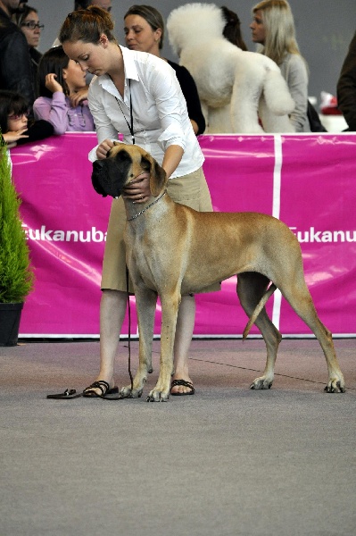 CH. Ecstasy of gold Des Terres De La Rairie - 1er excellent - CACS - CACIB - BOB