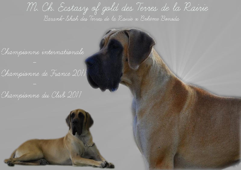 CH. Ecstasy of gold Des Terres De La Rairie - 1er excellent - CACIB - BOB