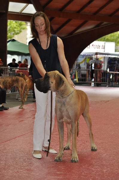 CH. Ecstasy of gold Des Terres De La Rairie - 1er Excellent - CACS - Classe Intermédiaire