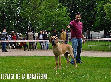 CH. Ecstasy of gold Des Terres De La Rairie - Très Prometteur