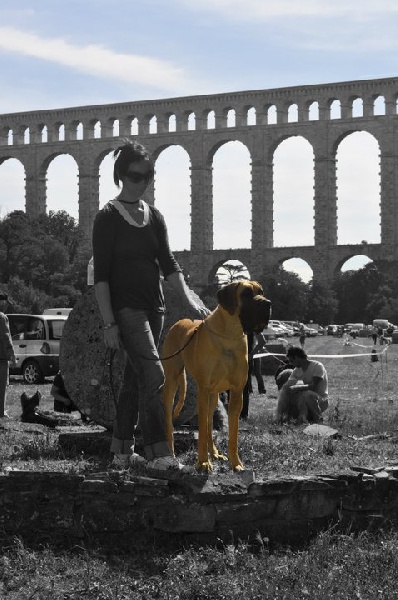 CH. Ecstasy of gold Des Terres De La Rairie - 1er Excellent - CACS - Meilleur de Race