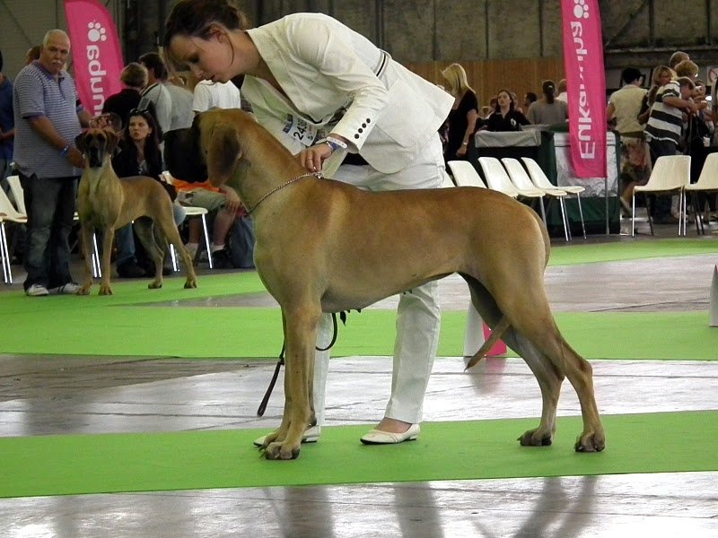 CH. Ecstasy of gold Des Terres De La Rairie - 4ème Très Bon