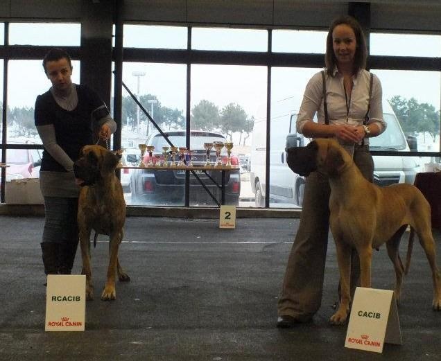 CH. Ecstasy of gold Des Terres De La Rairie - 1er Excellent - CACIB