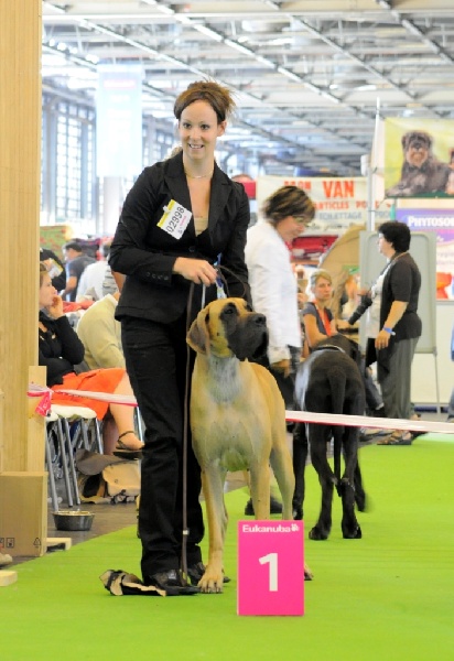 CH. Ecstasy of gold Des Terres De La Rairie - 1er Excellent - CACS - Championne de France