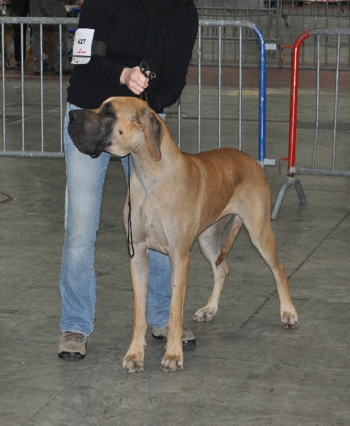 CH. Ecstasy of gold Des Terres De La Rairie - 1er Excellent classe Jeune