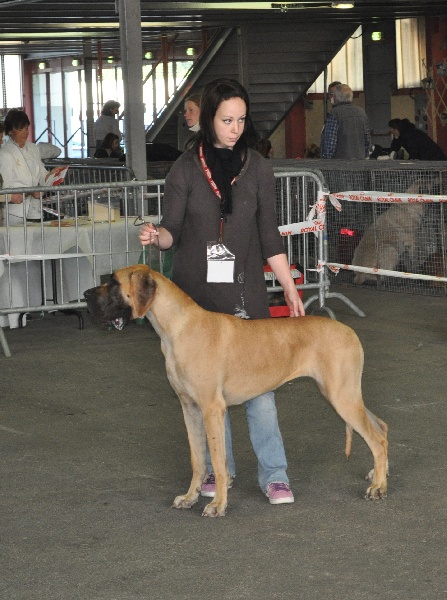 CH. Ecstasy of gold Des Terres De La Rairie - 1er Excellent