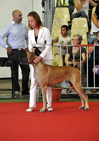 CH. Ecstasy of gold Des Terres De La Rairie - 1er excellent - CACS - CACIB - BOB