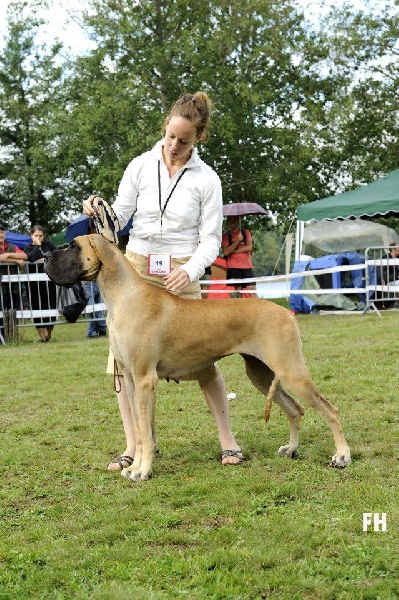 CH. Ecstasy of gold Des Terres De La Rairie - 1er excellent + - CACS - Championne du Club