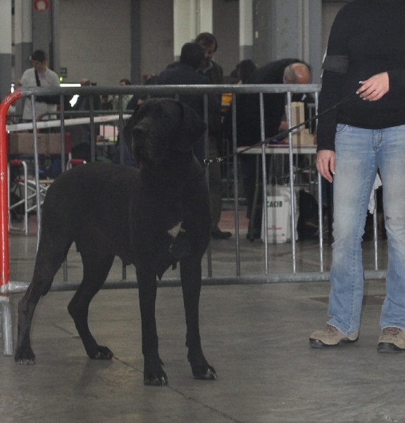 Baltik Des Terres De La Rairie - 3ème Excellent