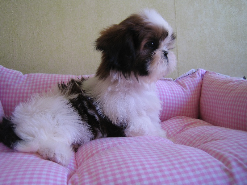 CH. Fid'jhee-little-flower de Saranankara