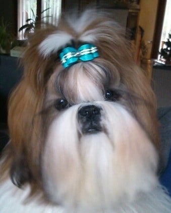 CH. France illy rah loin de Saranankara