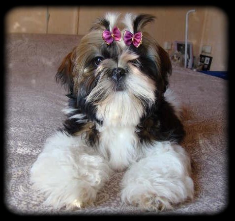 Divhine idyl de Saranankara