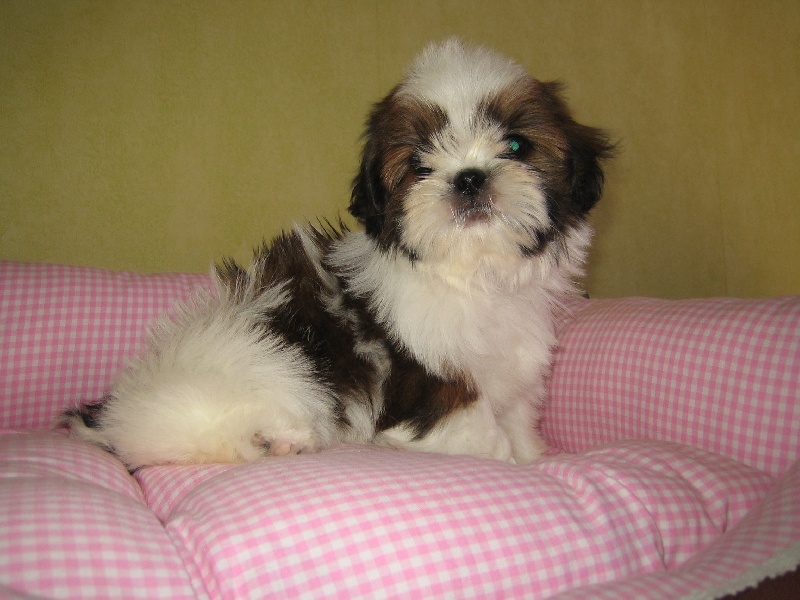 CH. Fid'jhee-little-flower de Saranankara