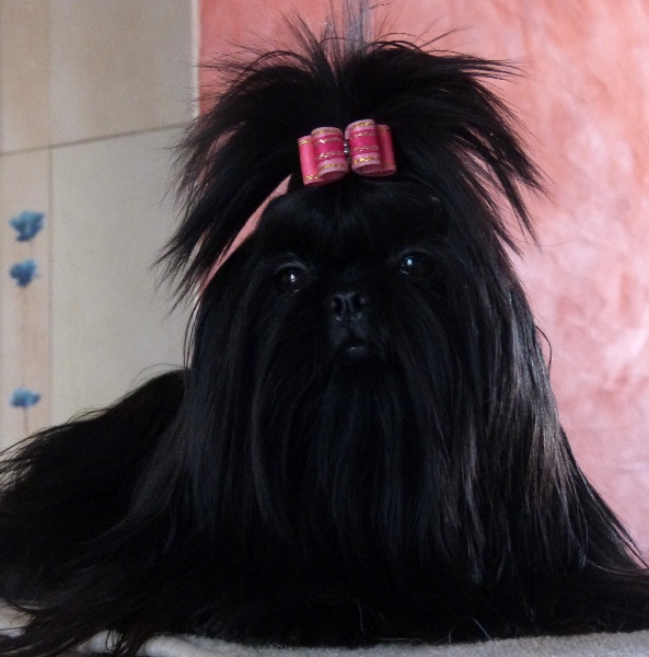 Hippie black panther at yenoor de Saranankara