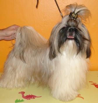 Publication : de Saranankara Auteur : Steve Jeanney/Thierry Billon