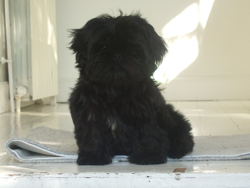 Garance black berry de Saranankara