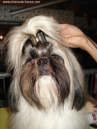 Biz bee dhul fo lee Du val d'éon - 1° Excellent CI avec RCACS