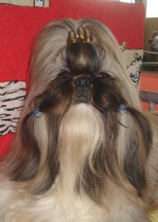 Biz bee dhul fo lee Du val d'éon - 2° excellent en classe ouverte RCACS