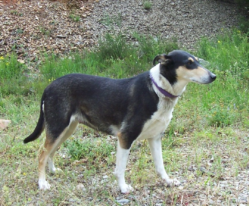 CH. Camaïl Du vent des moissons