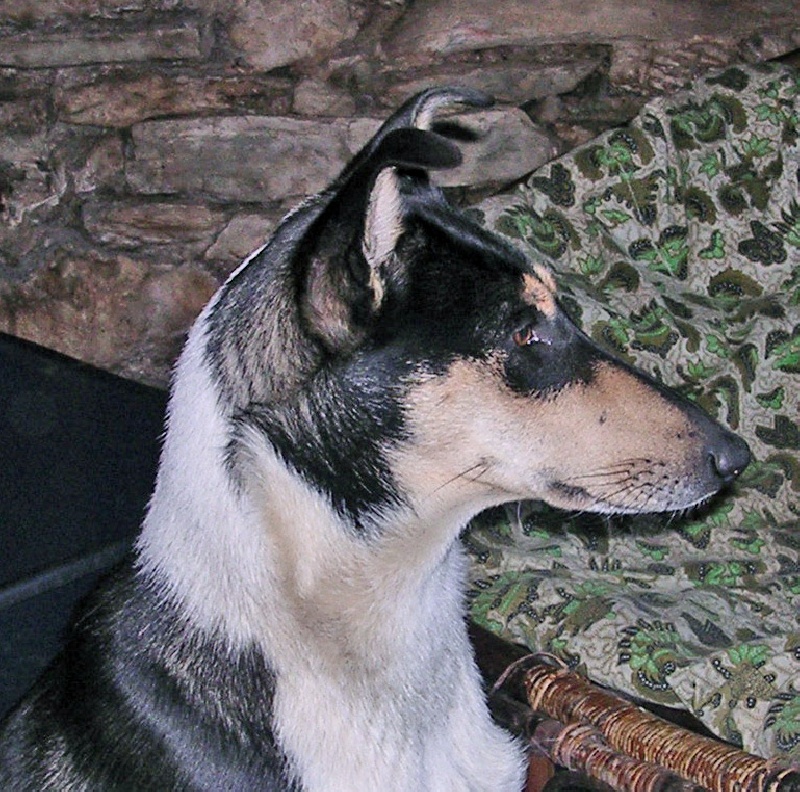 CH. Camaïl Du vent des moissons