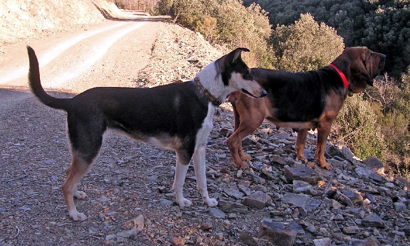CH. Camaïl Du vent des moissons