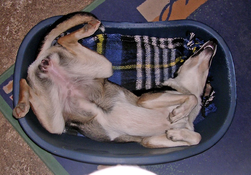 CH. Camaïl Du vent des moissons