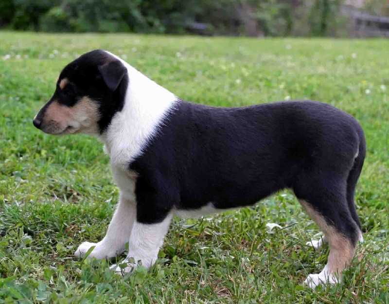 CH. Camaïl Du vent des moissons