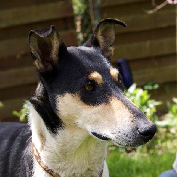 CH. Camaïl Du vent des moissons