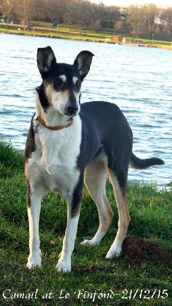 CH. Camaïl Du vent des moissons