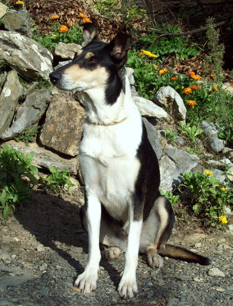 CH. Camaïl Du vent des moissons