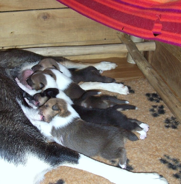 CH. Camaïl Du vent des moissons