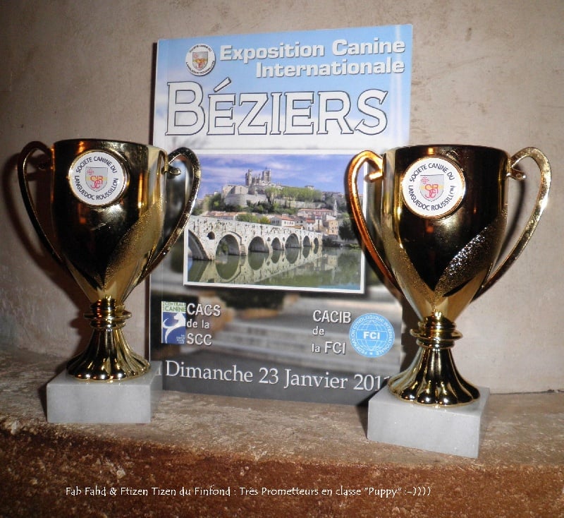 Ftizen tizen du Finfond - "Très Prometteur" en classe "Puppy"