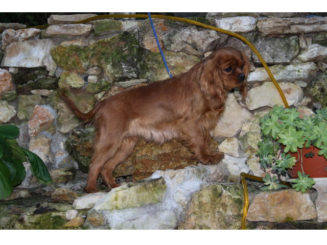 Publication : du domaine du Mas d'Or