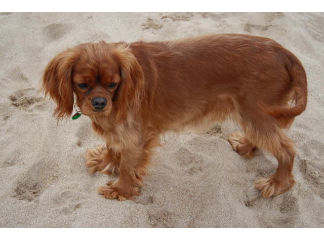 Publication : du domaine du Mas d'Or