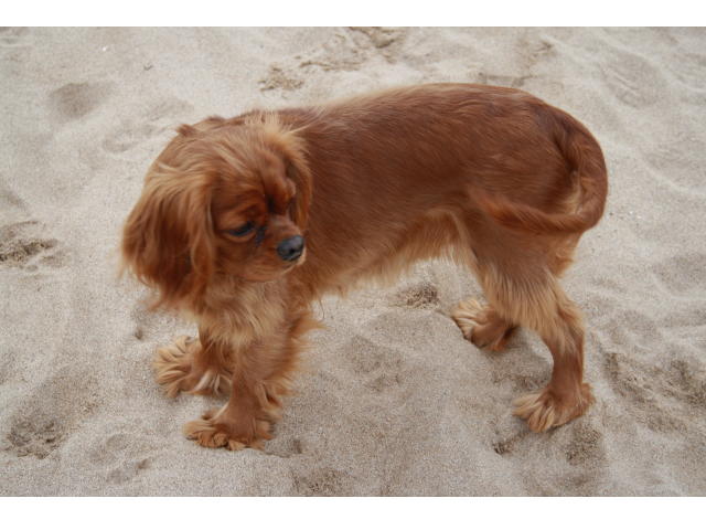 Publication : du domaine du Mas d'Or