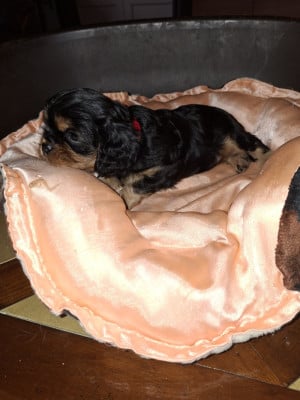 Les chiots de Cavalier King Charles Spaniel
